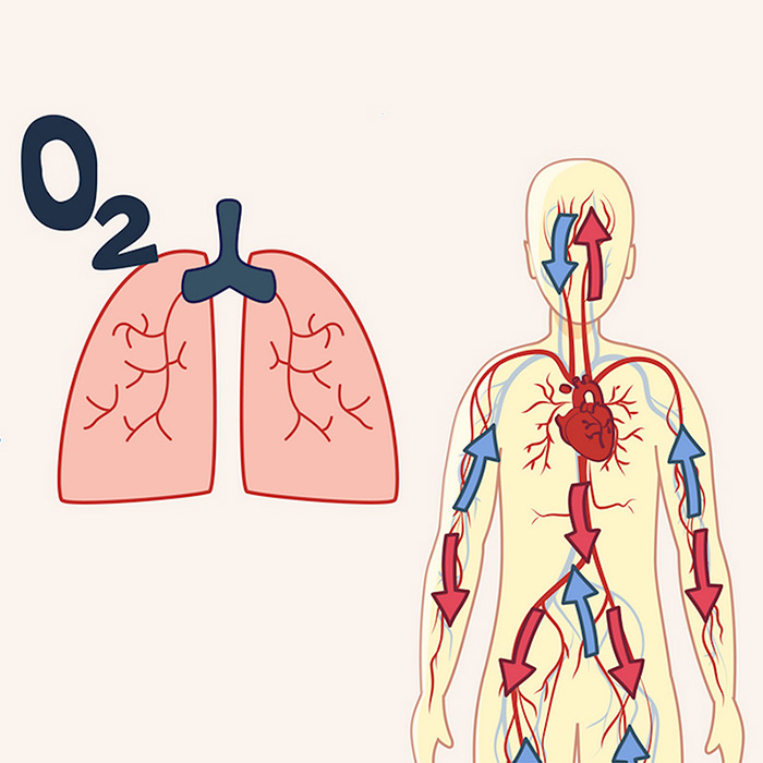 Inhalte aus dem digitalen Schulungsprogramm Herz-Kreislauf-Erkrankungen: Aufnahme von Sauerstoff durch die Lunge.